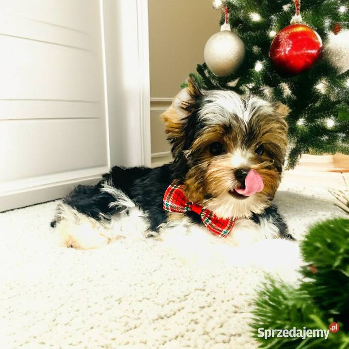 York Biewer możliwy legalny wyjazd z Kraju Wrocław