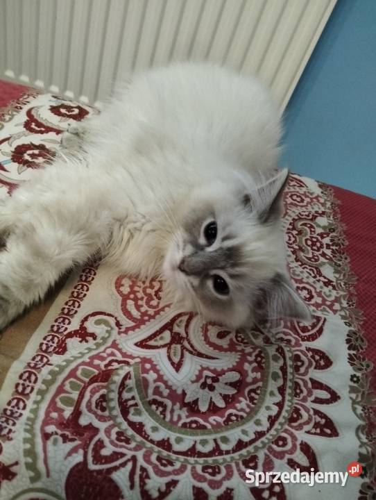 Wyjątkowy kocurek Blue Lynx wspaniałych Ragdoll