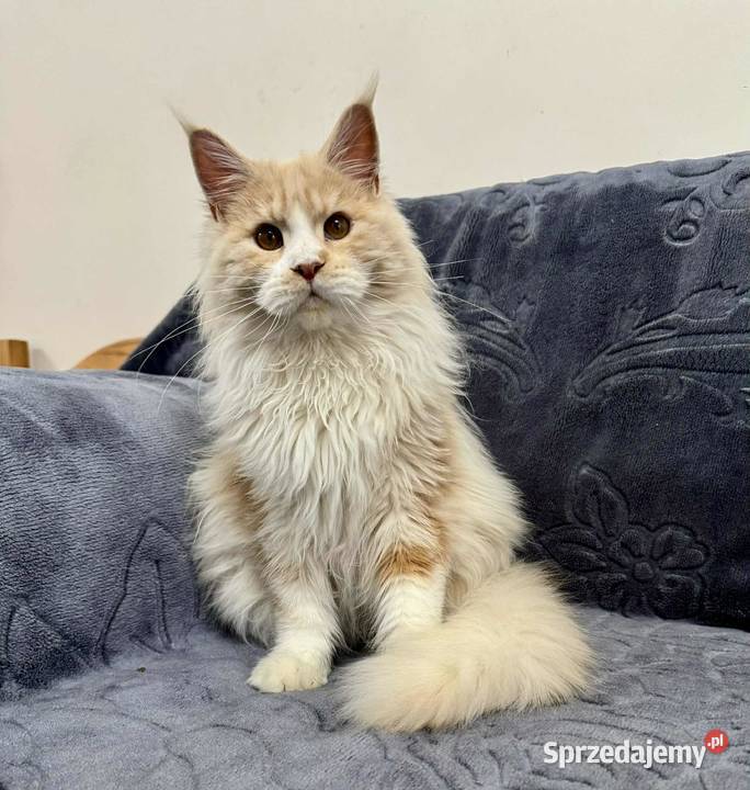 Maine Coon Kocur WCF 5 pokoleniowy rodowód świętokrzyskie Daleszyce sprzedam