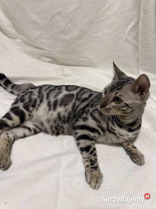 Bengal Blanco 5 miesięczny kocur Silver Spotted Warszawa sprzedam