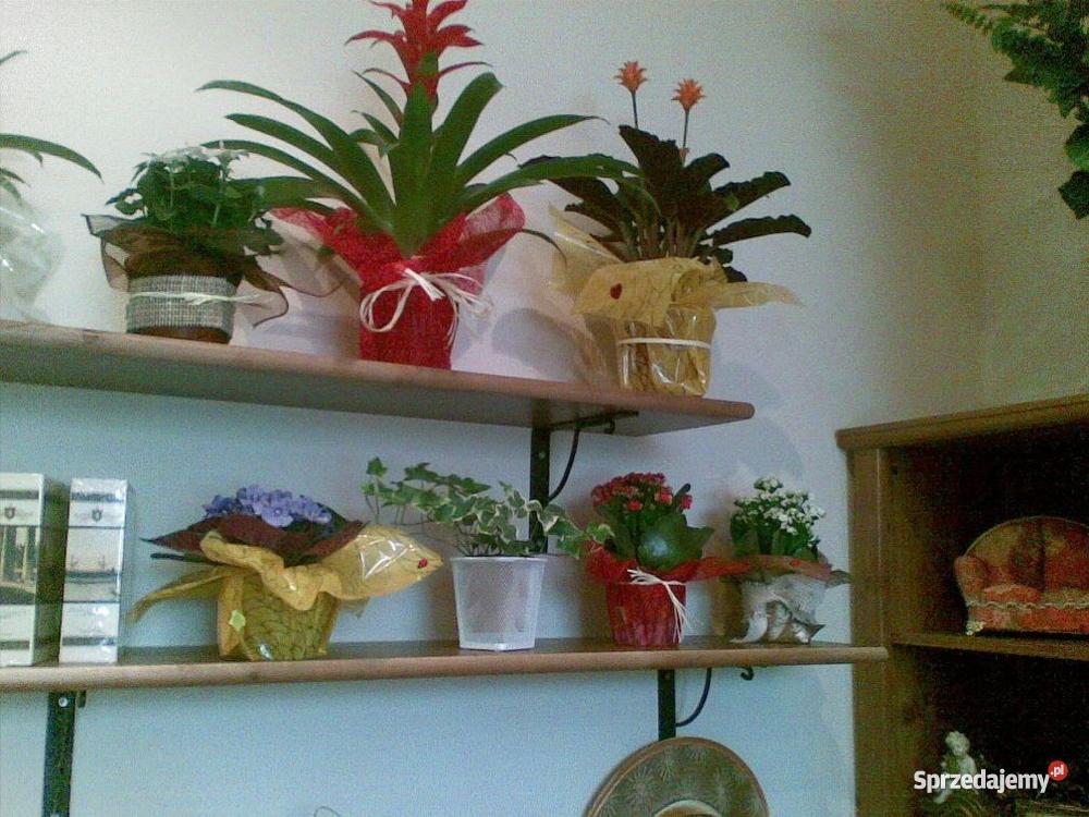 WYPOSAŻENIE KWIACIARNI SKLEPU Gdańsk