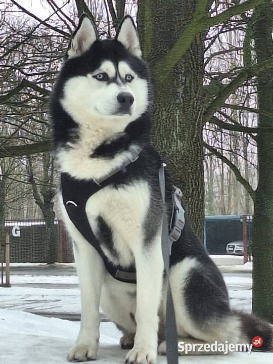 Szczeniaczki Siberian husky z elitarnym