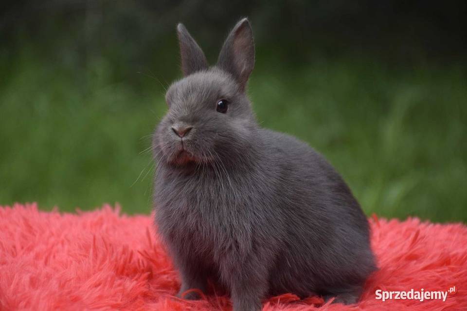 Króliki karzełki niderlandzkie teddy karzełek Lipno sprzedam