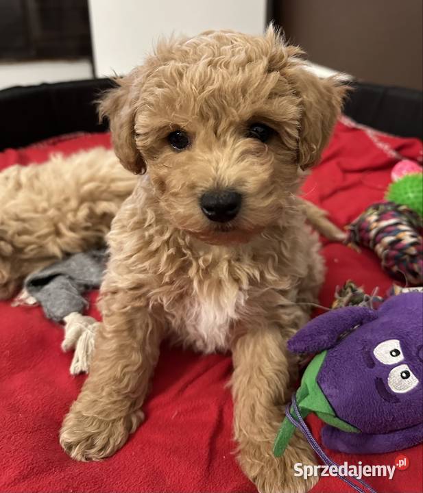 Bichon frise Pudel toy bichpoo Wrocław