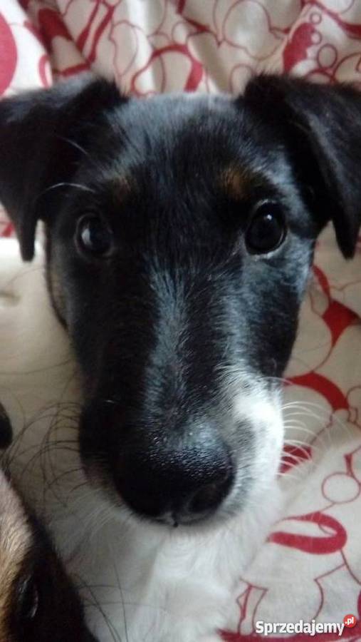 Foksterier krótkowłosy szczeniaki Opole