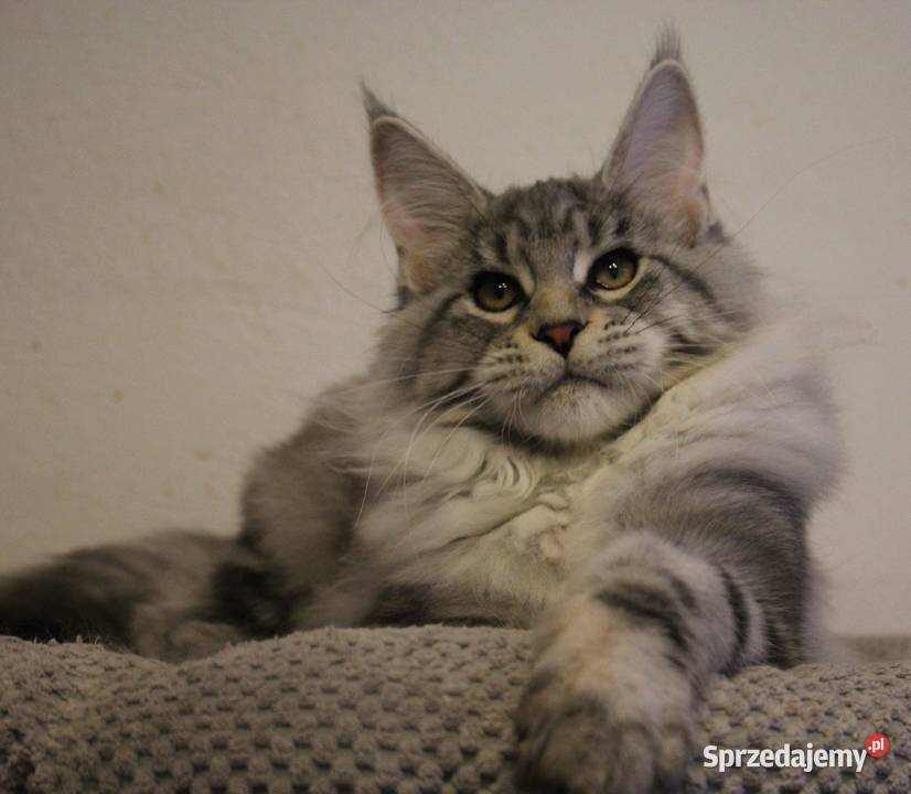 Srebrzysta koteczka maine coon