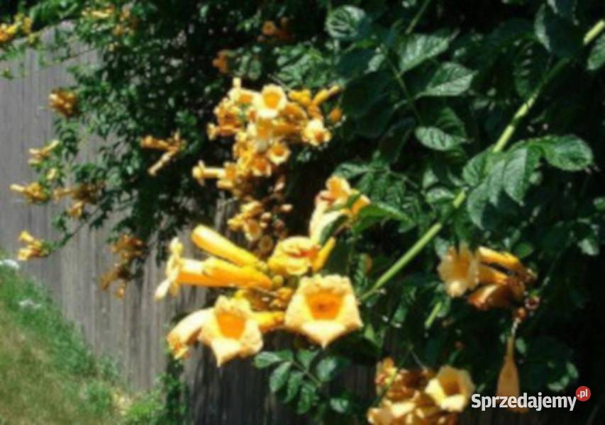 MILIN AMERYKAŃSKI Flava Golden Trumpet sadzonki kujawsko-pomorskie Ustronie sprzedam