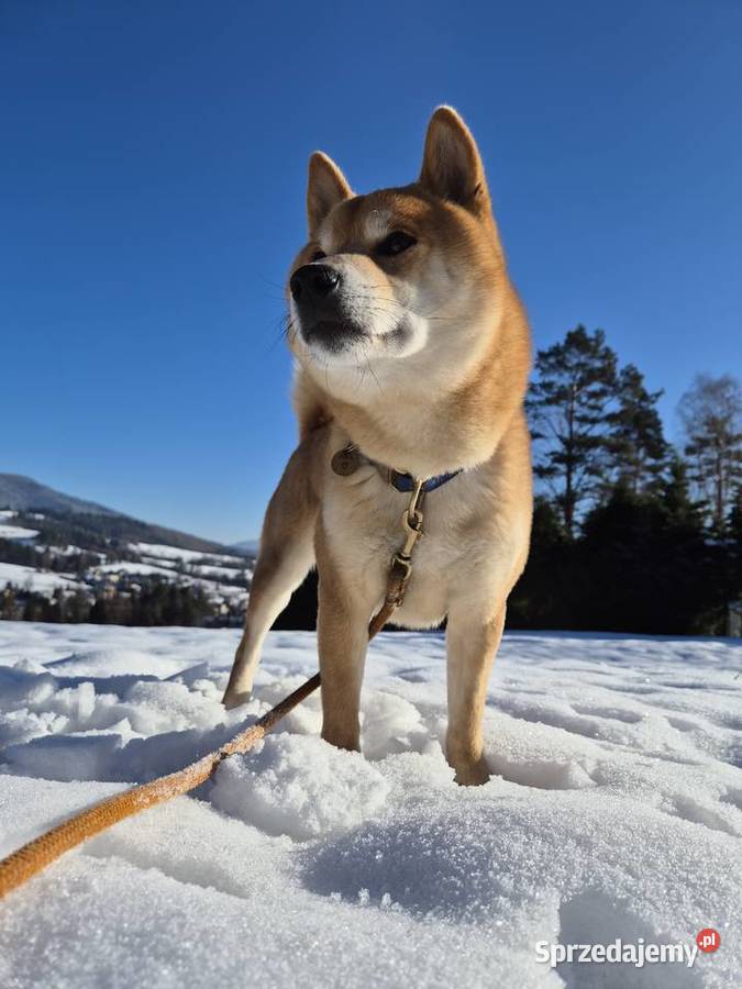 Szczeniak SHIBA INU RODOWÓD małopolskie Rabka-Zdrój