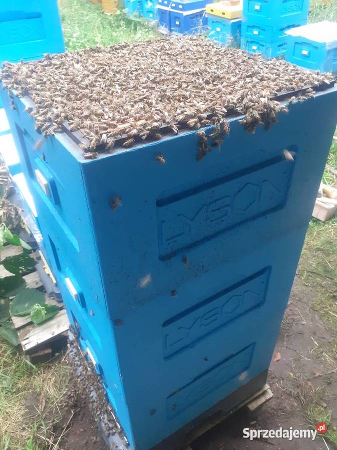 Matki pszczele Buckfast HYG Odpornę na Warrozę Warszawa