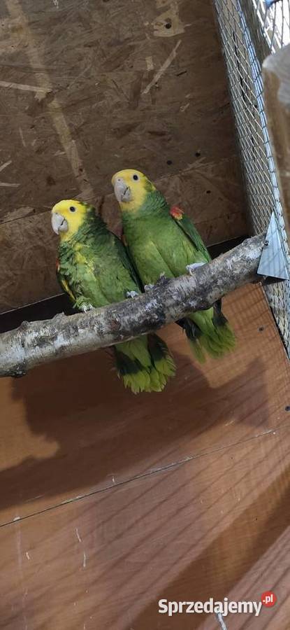 Sprzedam Amazonki Oratriksy Zakopane