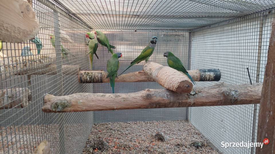 Aleksandretty chińskie para lęgowa i samica z sprzedam