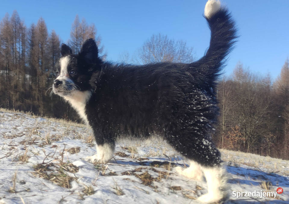 Szczeniak Suczka BORDER COLLIE z Hodowli Rasowa Kraków
