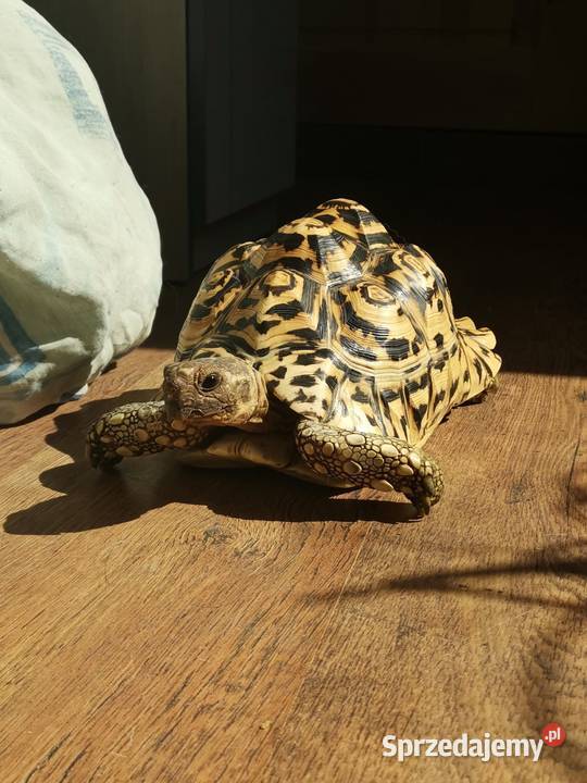 Sprzedam żółwia lamparciego mazowieckie Sochaczew