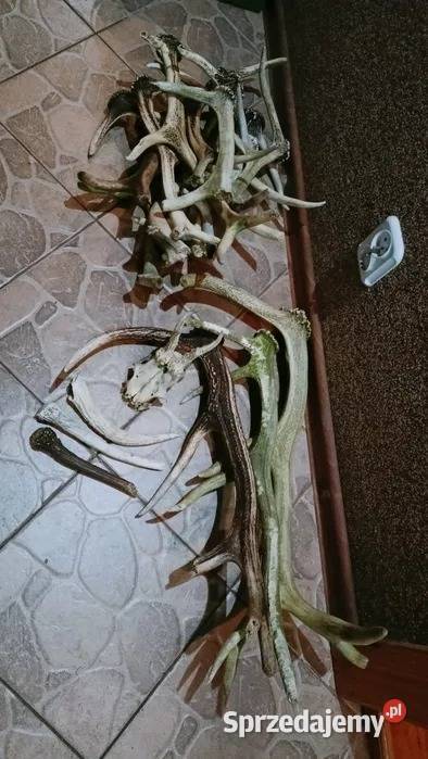 Mix zrzutów jelenia parostków kozła