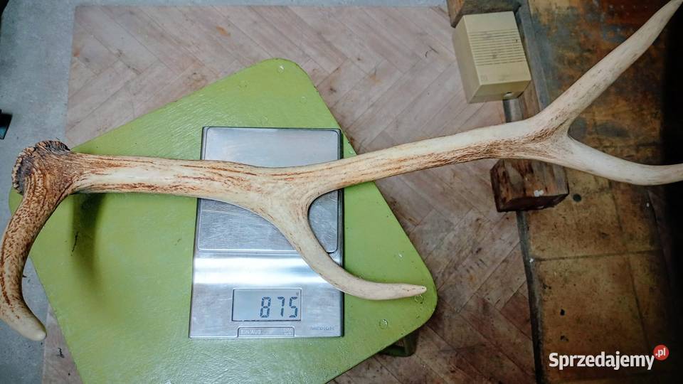 Poroże rogi 61 Pozostałe