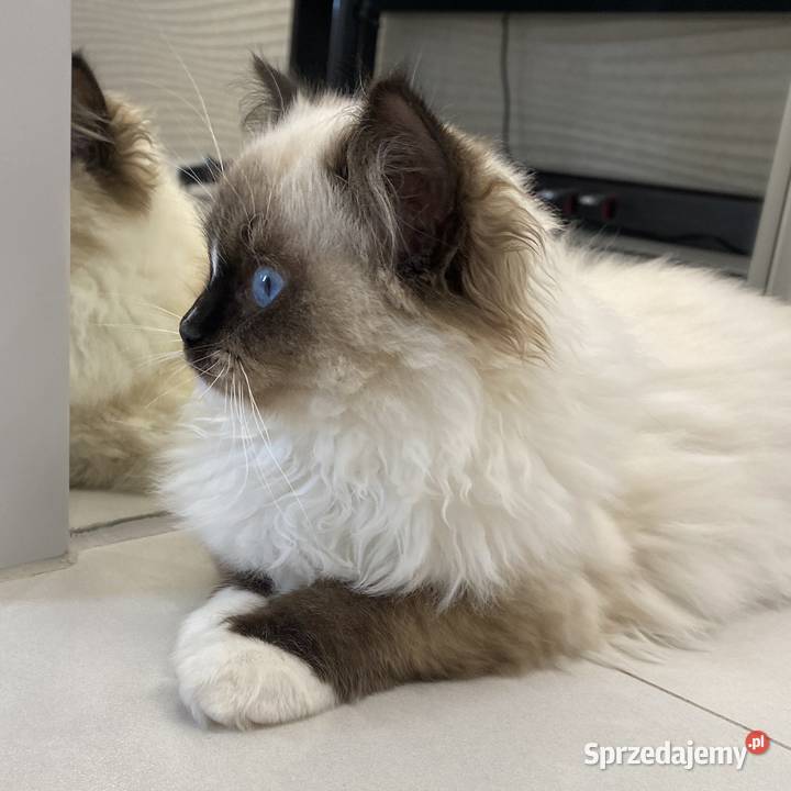 Kotka wystawowohodowlana FPL ragdoll Katowice sprzedam