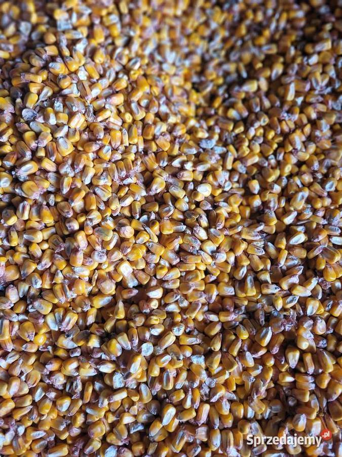 Sprzedam kokurudze 100 120 Łosice sprzedam