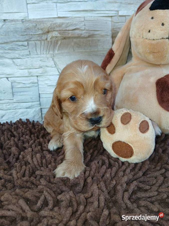 Śliczna sunia cocker spaniel Angielski Cocker Spaniel Sieradz