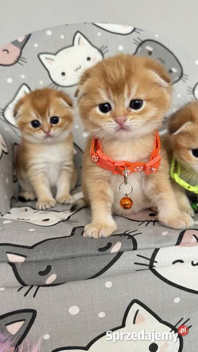 Kotek szkocki złoty Scottish fold Do rezerwacji Wrocław