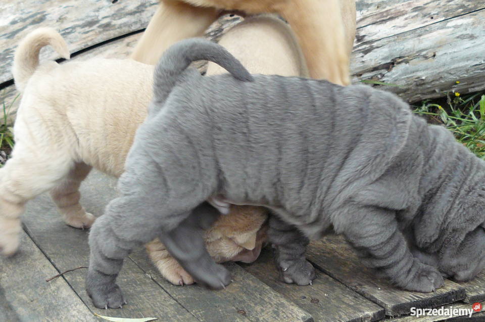SHAR PEI SZCZENIĘTA FCI NA SPRZEDAŻ Zwierzęta Mierzyn