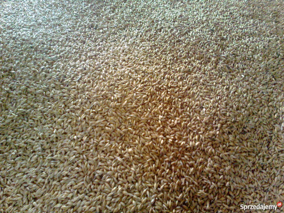 jęczmień jary Gierałtowiczki sprzedam