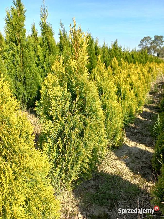 TujaTuje Szmaragd Gold Złota 60