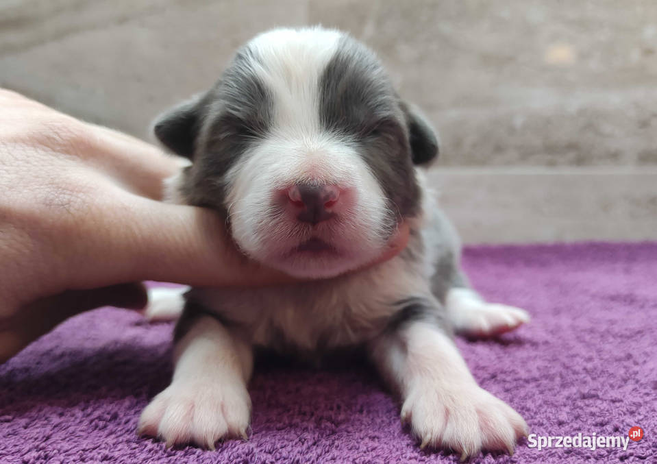 Rasowy Pies Border Collie Szczeniak WINTER z Pozostałe Iwonicz sprzedam