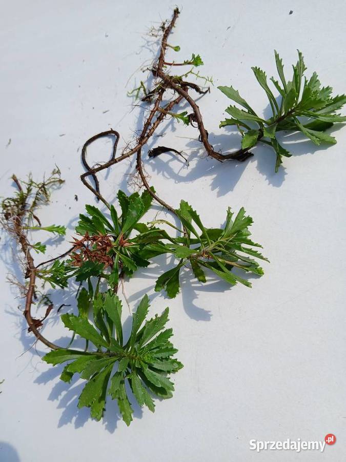 Rozchodnik kamczacki roślina wieloletnia 5 małopolskie Nowy Sącz sprzedam