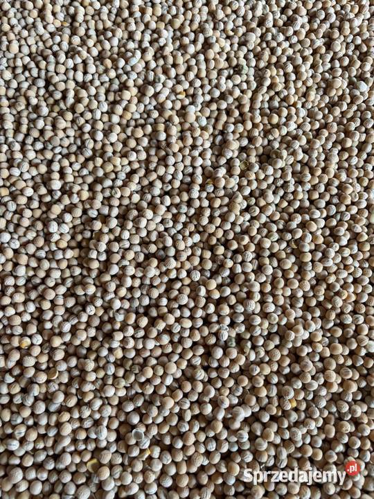 Sprzedam Groch Pozostałe Złotniki Małe sprzedam