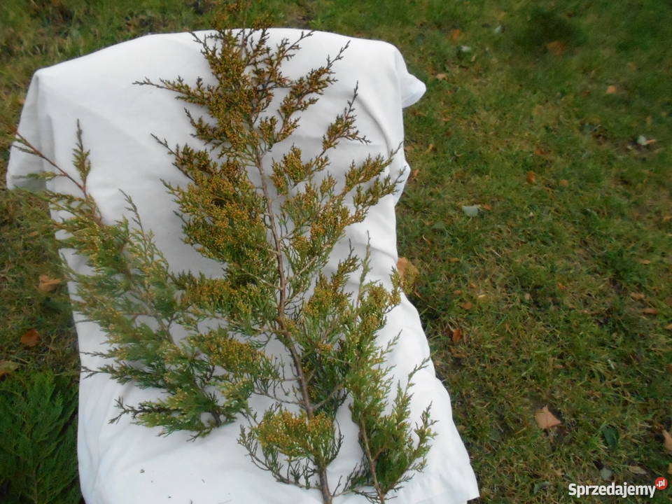 Gałęzie iglaków na świąteczne dekoracje