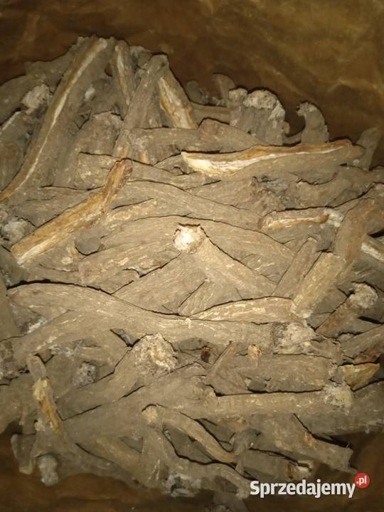 Babka lancetowata łopian większy lubczyk sprzedam
