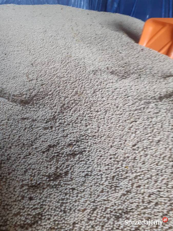 Sprzedam łubin biały gorzki OSKAR Kawka sprzedam