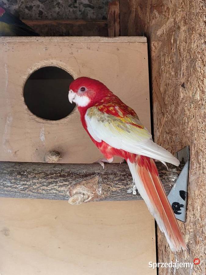 Rozelle Białolice Barabandy opolskie Otmice sprzedam