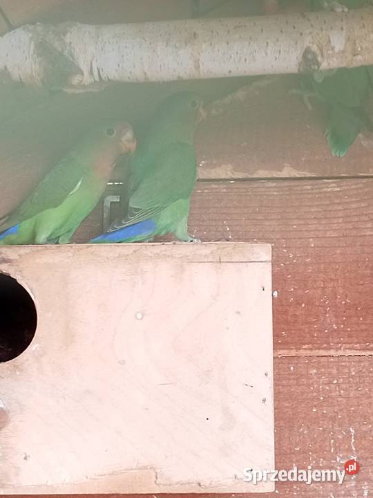 Sprzedam papugi nierozłączki Mechlin