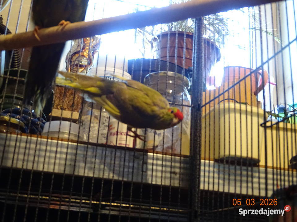 PAPUGI MODROLOTKI KOZIA Sędziszów Małopolski