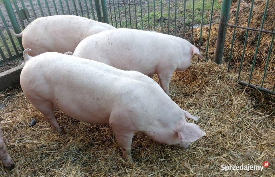lOSZKI PROŚNE PBZ POLSKA BIAŁA ZWISŁOUCHA Strzałkowo