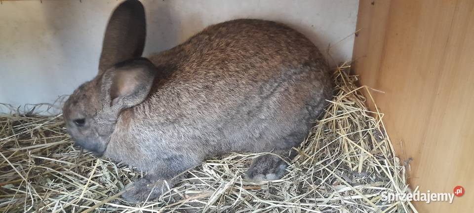 Kroliki mieszance mięsne Topola