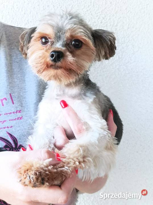 York Terrier Mini