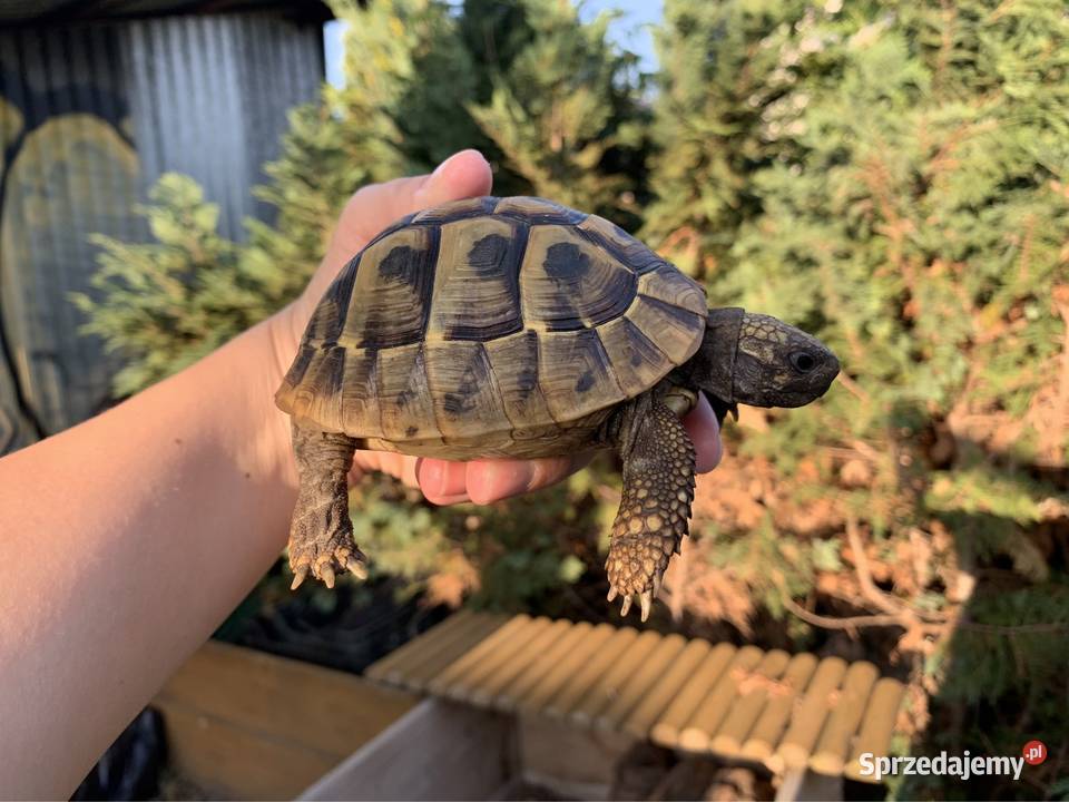 Żółw grecki żółwie greckie Warszawa mazowieckie sprzedam