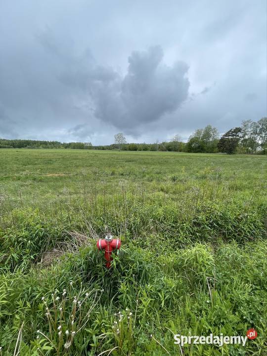 Działka do Sprzedania do Negocjacji Wilchta