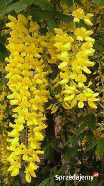 ZŁOTOKAP POSPOLITY Laburnum anagyroides NASIONA Lubanie