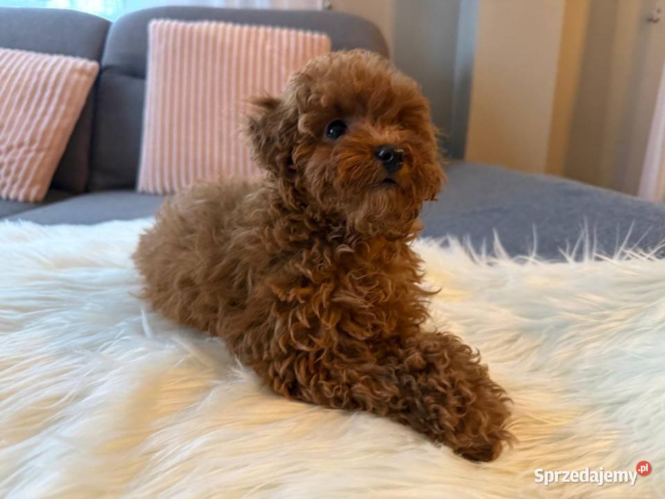 Pudelek Toy Piesek Warszawa