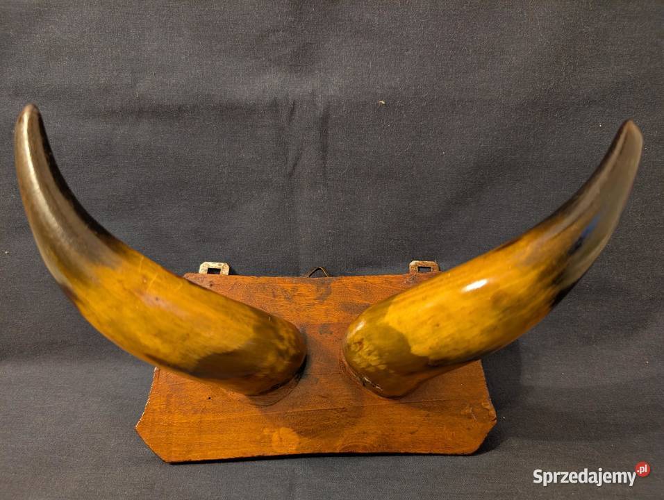 Vintage Wieszak Ścienny Polerowane Rogi Design