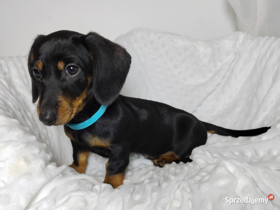 SUCZKA Jamnik krótkowłosy Czarna podpalana ASTRA Kraków