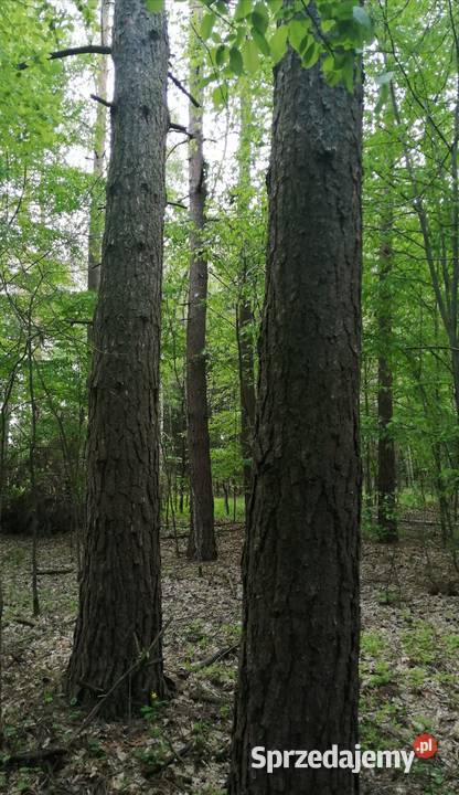 Sprzedam Las 4ha 6m2 Białej Podlaskiej Biała Podlaska