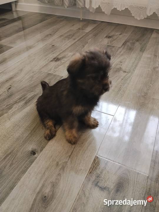 Suczki matki shih tzu Pozostałe