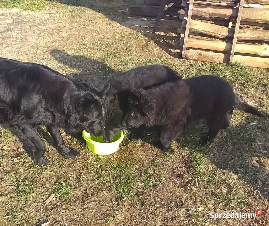 Owczarki Staroniemieckie czarne długowłose podkarpackie Krzeszów