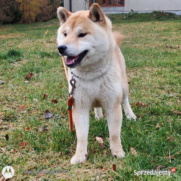 Shiba Inu czerwony przemiły piesek lubelskie Bychawka Trzecia
