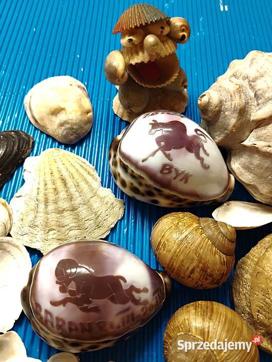 duży zestaw muszli Bukowno sprzedam