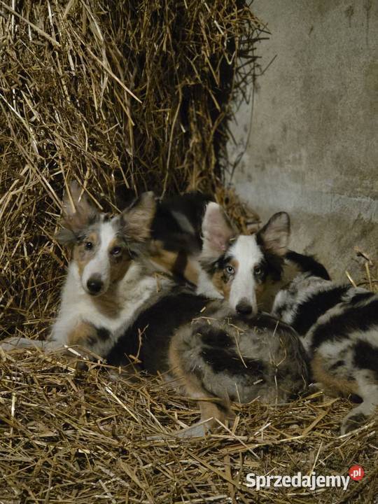 Owczarek szkocki collie wielkopolskie Zakrzewo